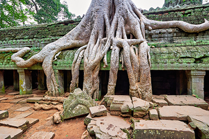 Giant tree roots engulf ancient temple ruins. by Marco Brivio