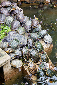 Turtles gather on a stone by the water in Saigon Vietnam by Marco Brivio