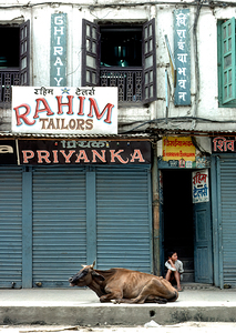 Nepal. Kathmandu. Holy cow by Marco Brivio