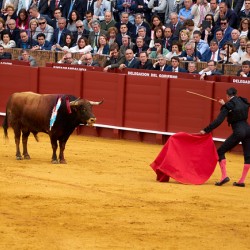 Bullfight in Seville Arena of Andalusia attracts large crowd