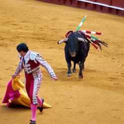 Bullfight show in Seville arena during Andalusia event