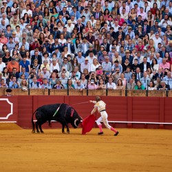 Bullfight event in Seville arena in Andalusia Spain