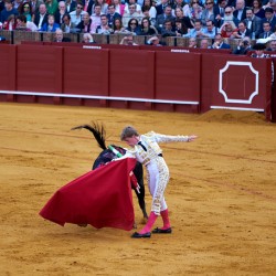 Bullfight takes place in Seville Arena in Andalusia Spain
