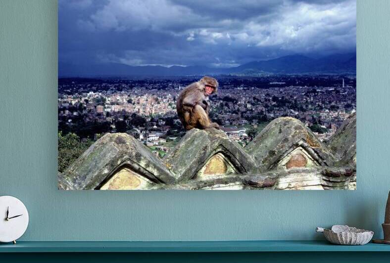 Nepal. Kathmandu. A monkey overlooking the city by Marco Brivio