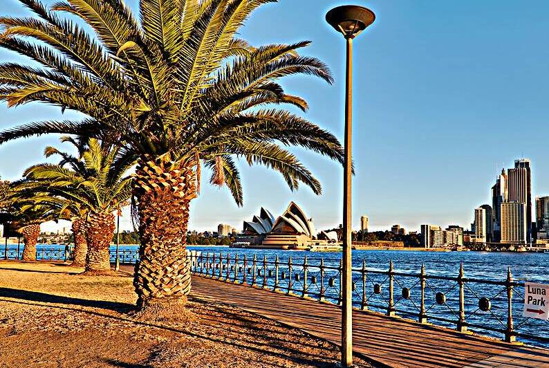Sydney Opera House and skyline viewed from waterfront with palm  by Marco Brivio