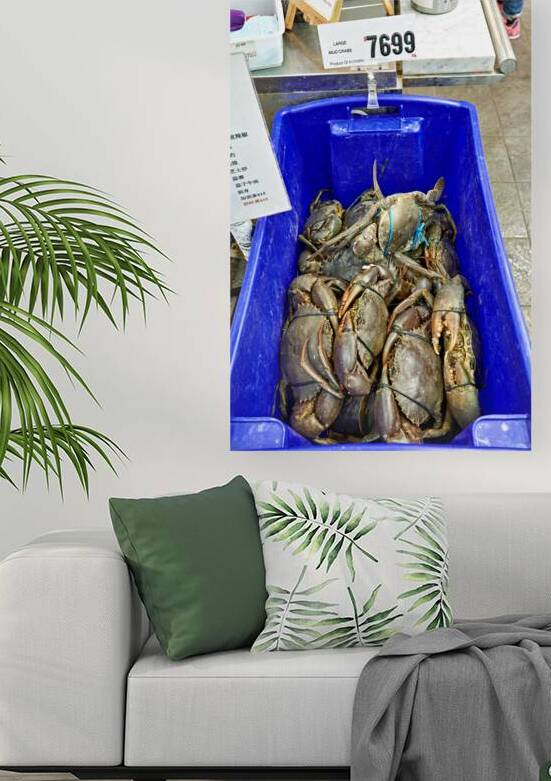 Large Mud Crabs for sale at $76.99 per kg. by Marco Brivio