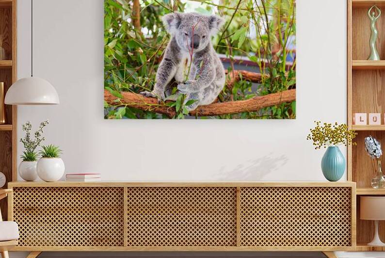 Koala eating eucalyptus leaves in a tree. by Marco Brivio