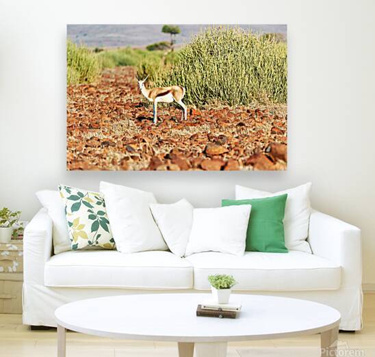 Springbok antelope in Kunene Region of Namibias Damaraland by Marco Brivio