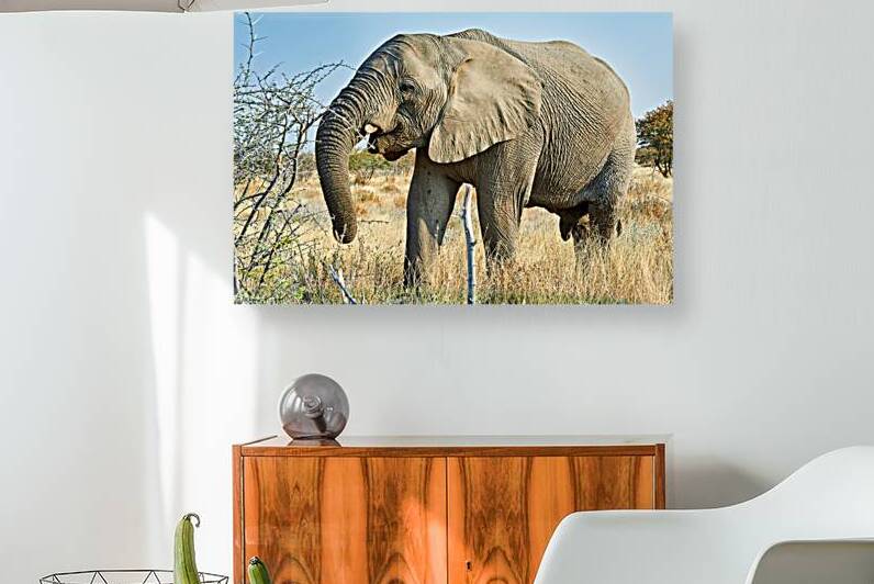 Elephant walking in the wild at Etosha National Park in Namibia by Marco Brivio