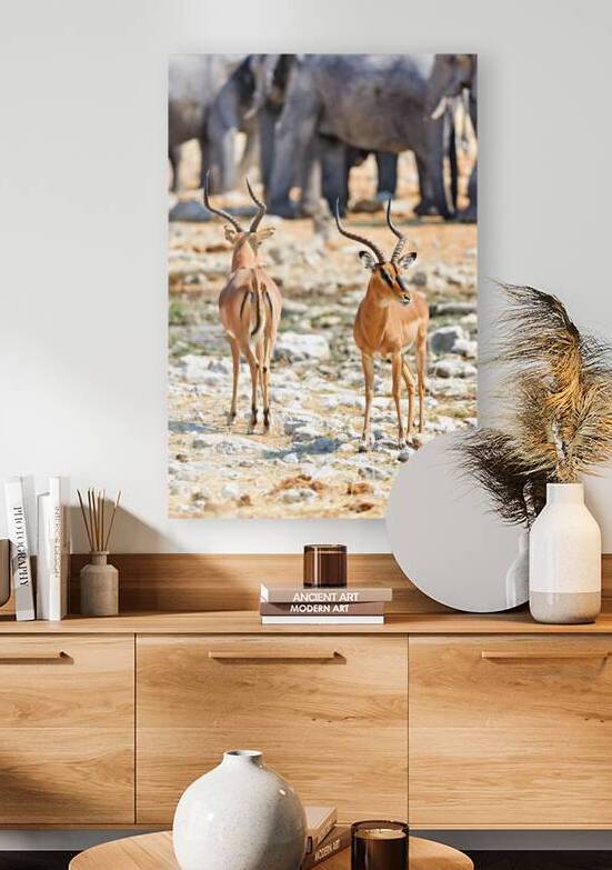 Black faced impala standing in Etosha National Park Namibia by Marco Brivio