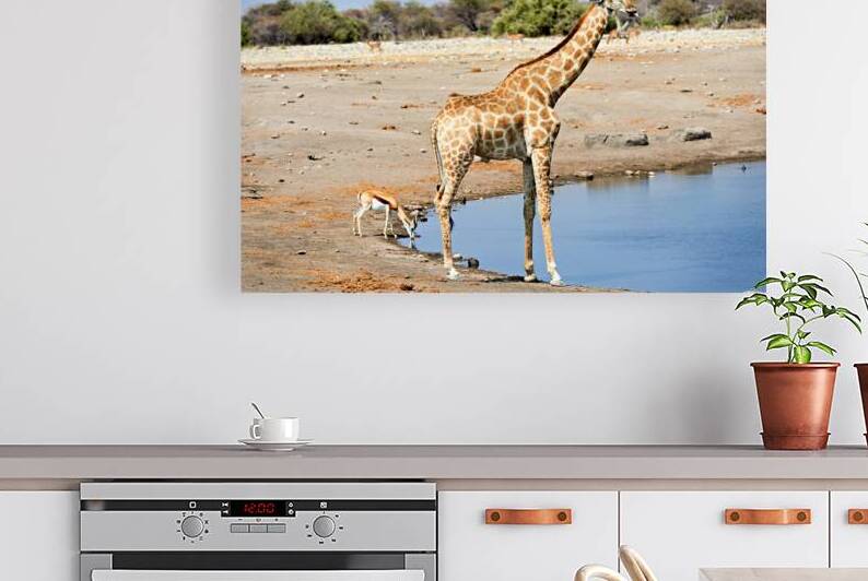 Giraffe and black faced impala drink at waterhole in Etosha Park by Marco Brivio