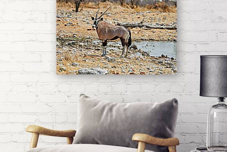 Gemsbok Oryx stands near water in Etosha National Park Namibia by Marco Brivio