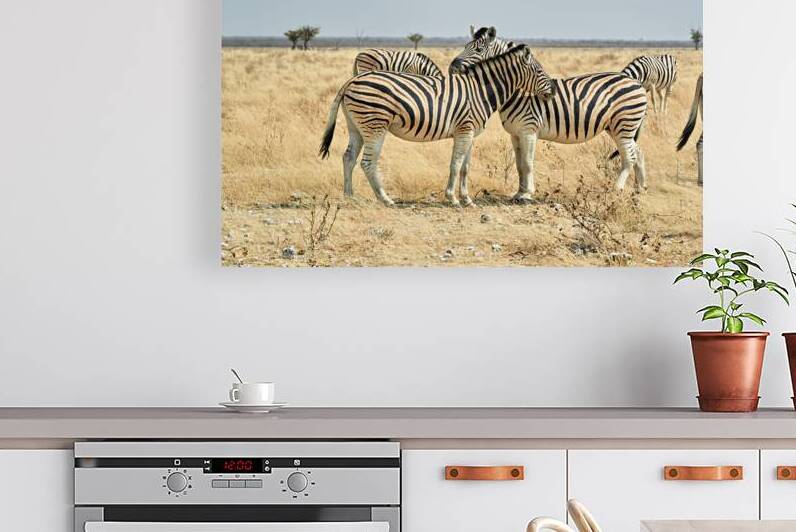Zebras cuddling together in Etosha National Park Namibia by Marco Brivio
