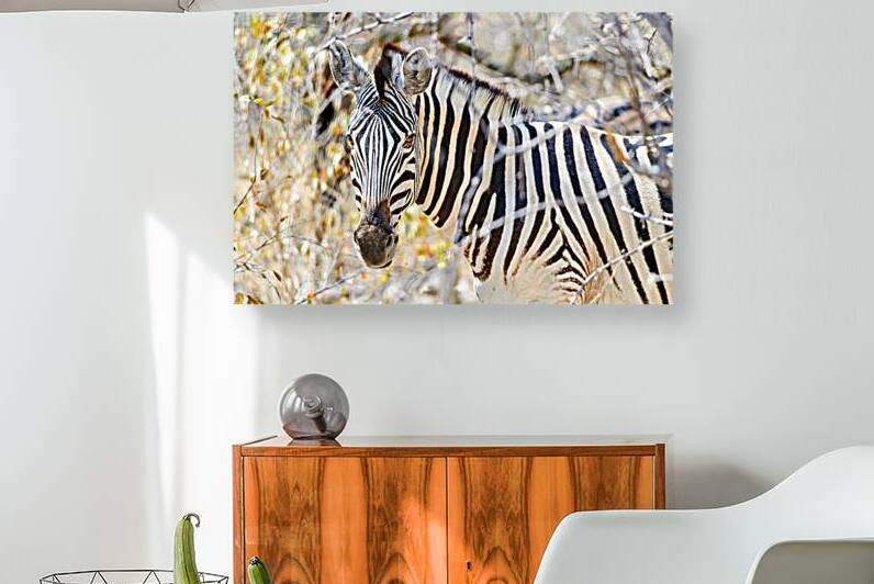 Zebra stands among dry bushes in Etosha National Park Namibia by Marco Brivio