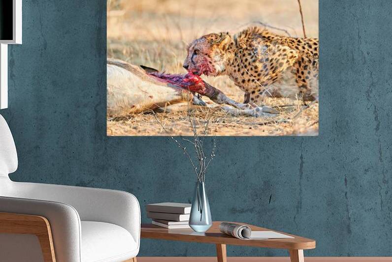 Cheetah feeding on prey in Okonjima Reserve Namibia by Marco Brivio