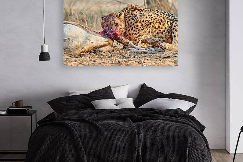 Cheetah feeding on prey in Okonjima Reserve in Namibia by Marco Brivio