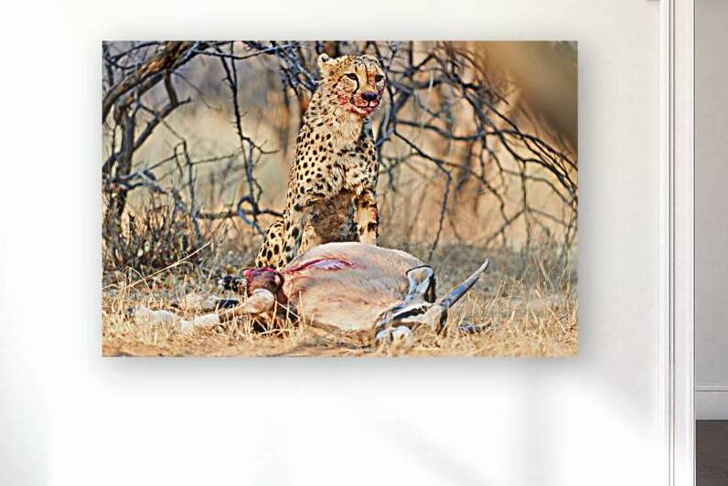 Cheetah with prey at Okonjima Reserve in Namibia after hunt by Marco Brivio