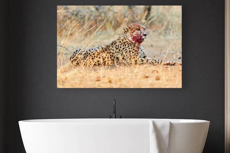 Cheetah rests after a kill in the Okonjima Reserve of Namibia by Marco Brivio