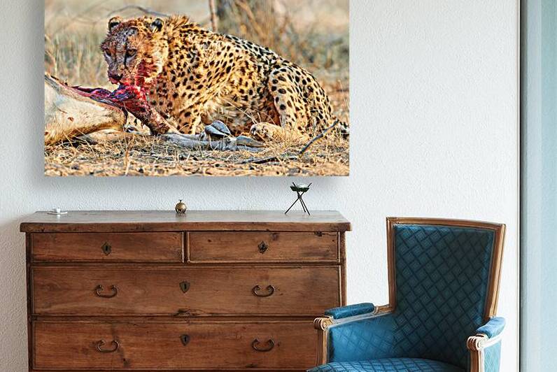 Cheetah feeding on prey in Okonjima Reserve Namibia by Marco Brivio
