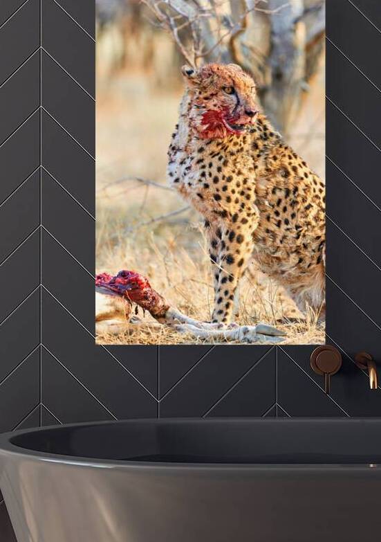 Cheetah eating after a hunt in Okonjima Reserve Namibia by Marco Brivio