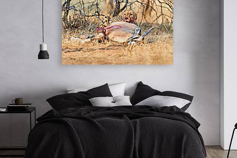 Cheetah feeds on kill in Okonjima Reserve Namibia by Marco Brivio