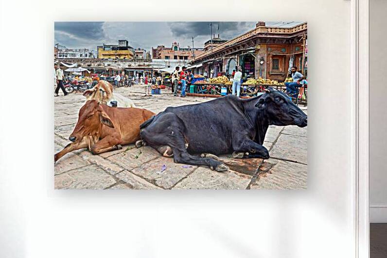 Holy cows rest in Sardar Market of Jodhpur Rajasthan by Marco Brivio