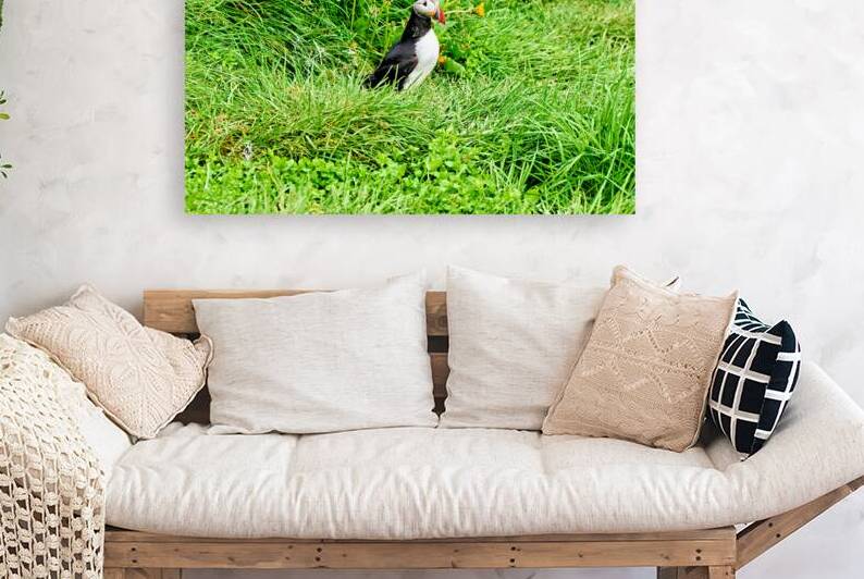 Puffin in Borgarfjordur Eystri Iceland during the day by Marco Brivio