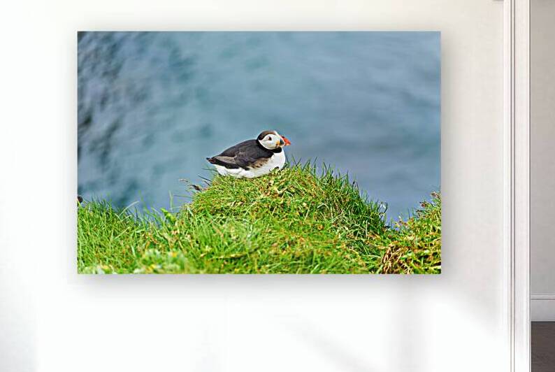 Puffin resting on grass by Borgarfjordur Eystri in Iceland by Marco Brivio