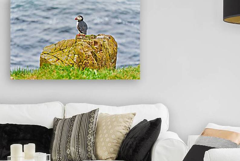 Puffin on rock at Borgarfjordur Eystri in Iceland by the ocean by Marco Brivio