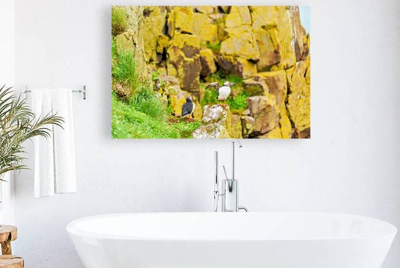 Puffin on a rock in Borgarfjordur Eystri in Iceland by Marco Brivio