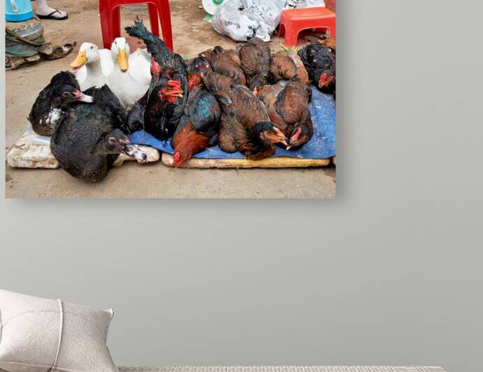 Market scene with live ducks and chickens in Phu Quoc by Marco Brivio